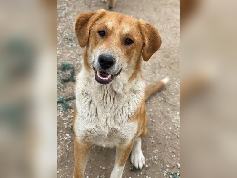 Imilo, geb. ca. 04/2024, lebt in GRIECHENLAND, im städt. Tierheim Serres