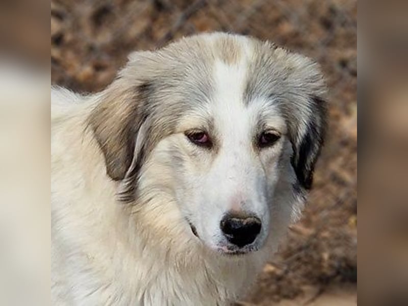 Shirin, geb. ca. 02/2024, lebt in GRIECHENLAND, im städt. Tierheim Serres