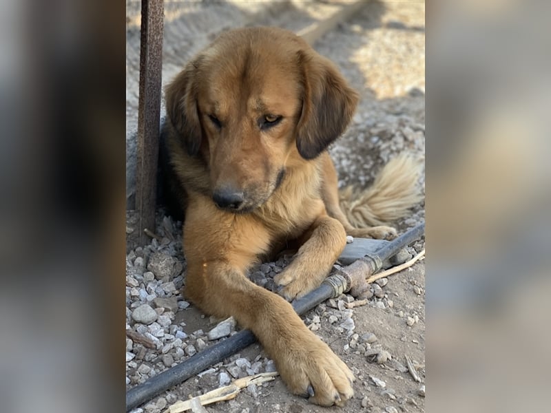 Kerchak, geb. ca. 07/2021, lebt in GRIECHENLAND, im städt. Tierheim Serres