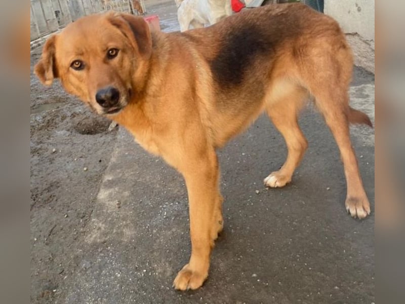 Pixie, geb. ca. 10/2022, lebt in GRIECHENLAND, im städt. Tierheim Serres