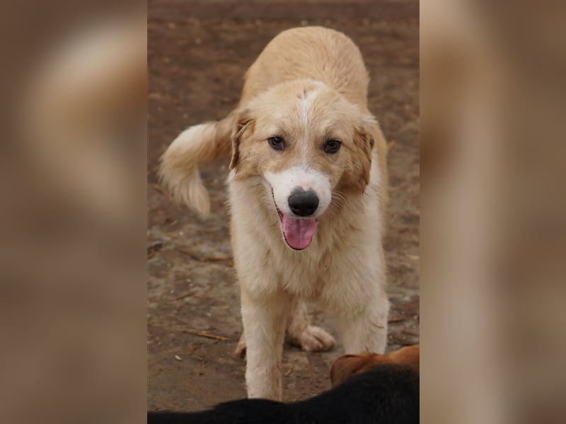 Alrakis, geb. ca. 07/2023, lebt in GRIECHENLAND, auf einer privaten Pflegestelle