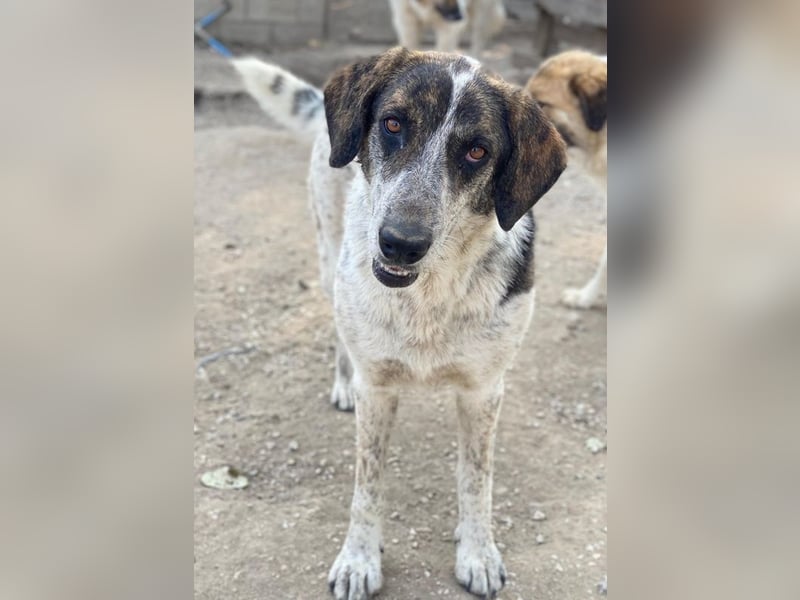 Nonga, geb. ca. 06/2023, lebt in GRIECHENLAND, im städt. Tierheim Serres