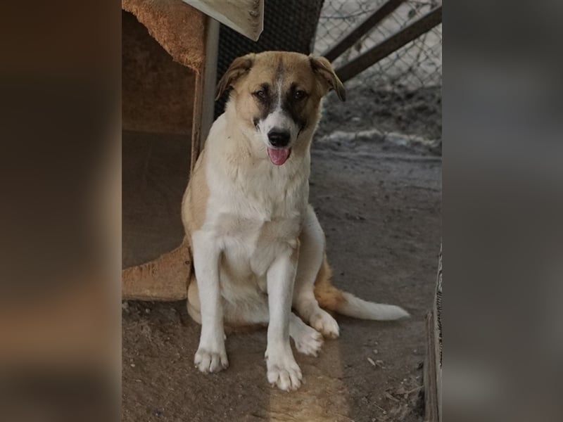 Jeanie, geb. ca. 05/2023, lebt in GRIECHENLAND, im städt. Tierheim Serres