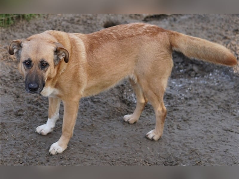 Wilhelmine Johanna, geb. ca. 10/2019, lebt in GRIECHENLAND, im städt. Tierheim Serres