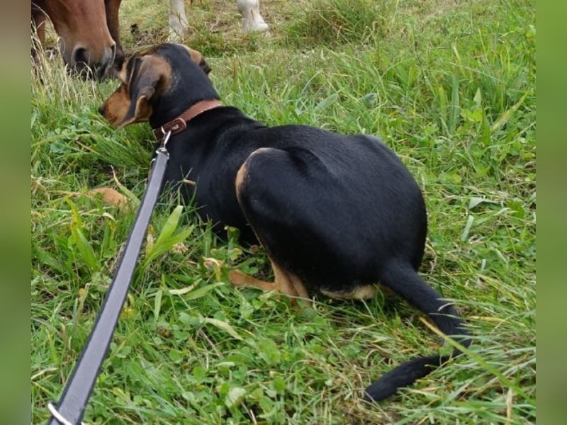 Solen, geb. ca. 04/2025, lebt bei einem Ehepaar in 79733 Görwihl Solen, geb. ca. 04/2025, lebt bei einem Ehepaar in 79733 Görwihl