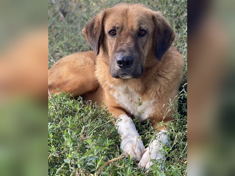 Maletto, geb. ca. 09/2018, lebt in GRIECHENLAND, im städt. Tierheim Serres