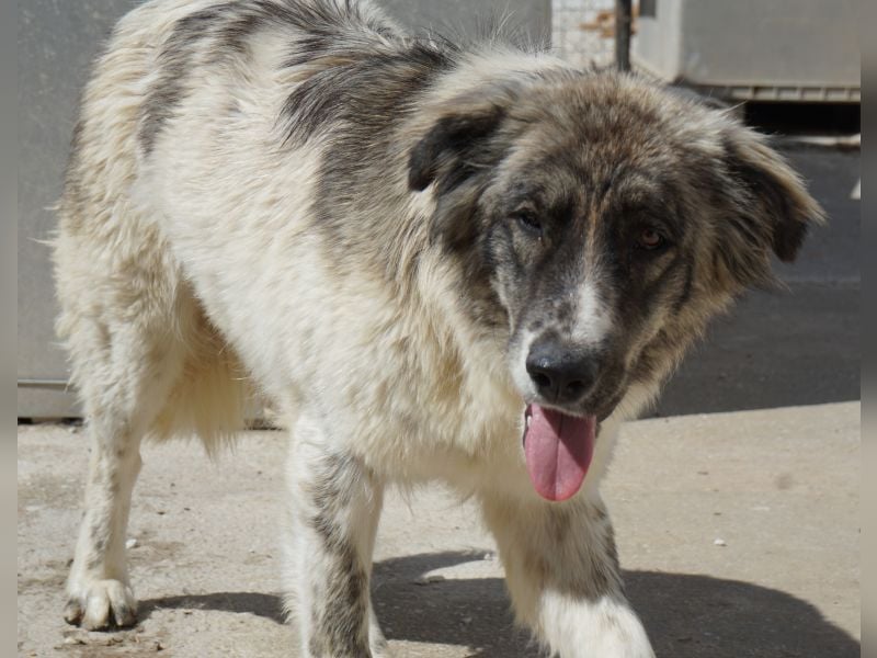 Ludmilla, geb. ca. 05/2025, lebt in GRIECHENLAND, im städt. Tierheim Serres