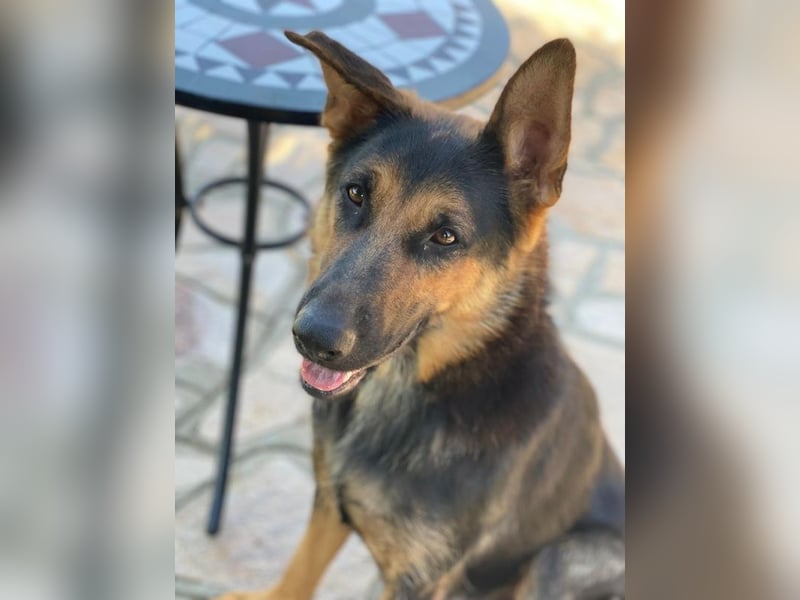 Malta, geb. ca. 07/2024, lebt in GRIECHENLAND, auf einer privaten Pflegestelle