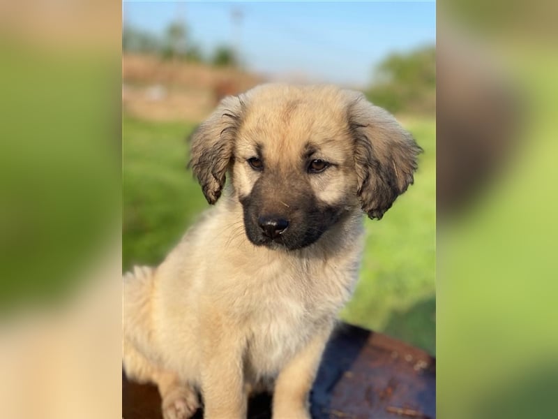 Hermine Granger, geb. ca. 12/2023, lebt in GRIECHENLAND, im städt. Tierheim Serres