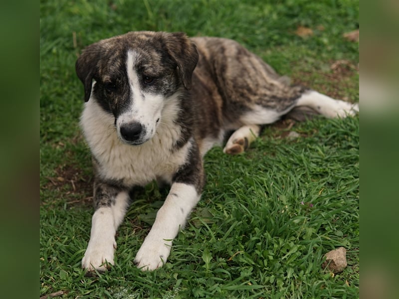 Paula, geb. ca. 07/2023, lebt in GRIECHENLAND, auf einem Gelände, auf dem die Hunde notdürftig verso