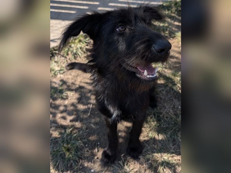 Buffy, geb. ca. 02/2025, lebt in GRIECHENLAND, auf einer privaten Pflegestelle