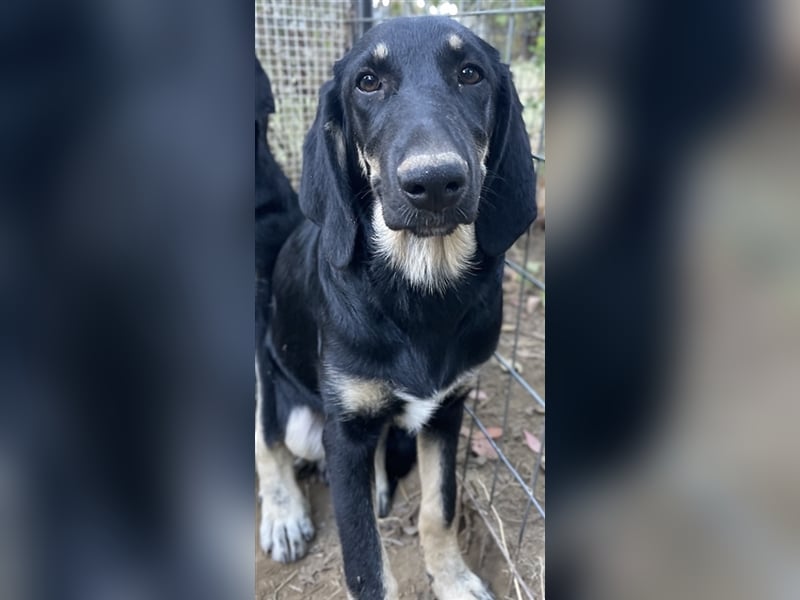 Blueberry, geb. ca. 06/2023, lebt in GRIECHENLAND, auf einer privaten Pflegestelle