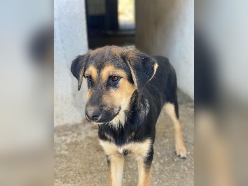 Elphaba, geb. ca. 07/2025, lebt in GRIECHENLAND, im städt. Tierheim Serres