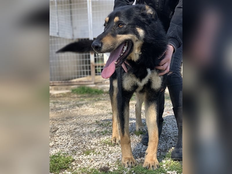 Niles, geb. ca. 05/2019, lebt in GRIECHENLAND, im städt. Tierheim Serres