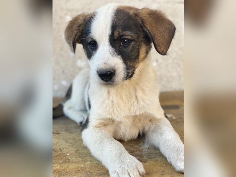 Yoko, geb. ca. 03/2026 , lebt in GRIECHENLAND, auf einer privaten Pflegestelle