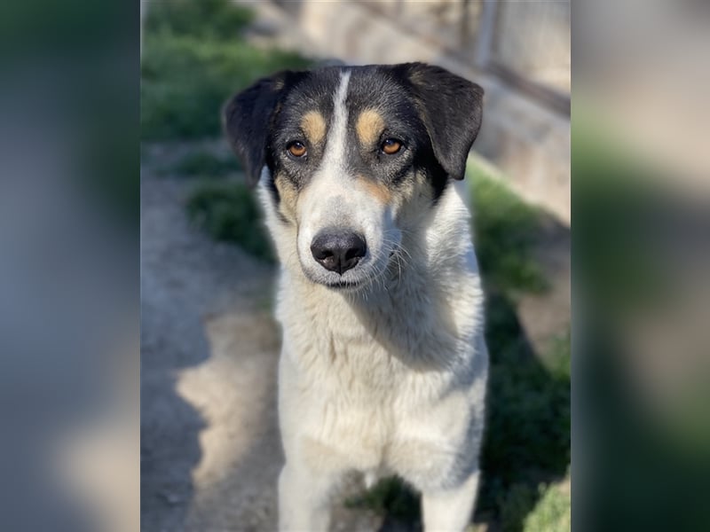 Fanny, geb. ca. 04/2021, lebt in GRIECHENLAND, im städt. Tierheim Serres