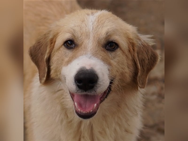 Alrakis, geb. ca. 07/2023, lebt in GRIECHENLAND, auf einer privaten Pflegestelle