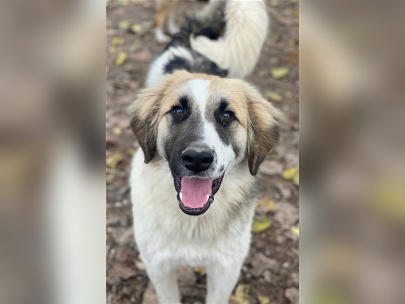 Otys, geb. ca. 03/2022, lebt in GRIECHENLAND, im städt. Tierheim Serres