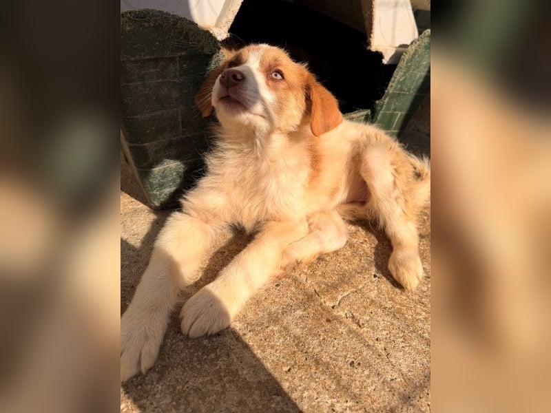 Josefine, geb. ca. 12/2025, lebt in GRIECHENLAND, im städt. Tierheim Serres