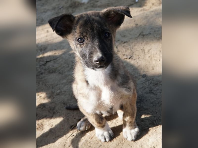 Candara, geb. ca. 12/25, lebt in GRIECHENLAND, auf einer privaten Pflegestelle