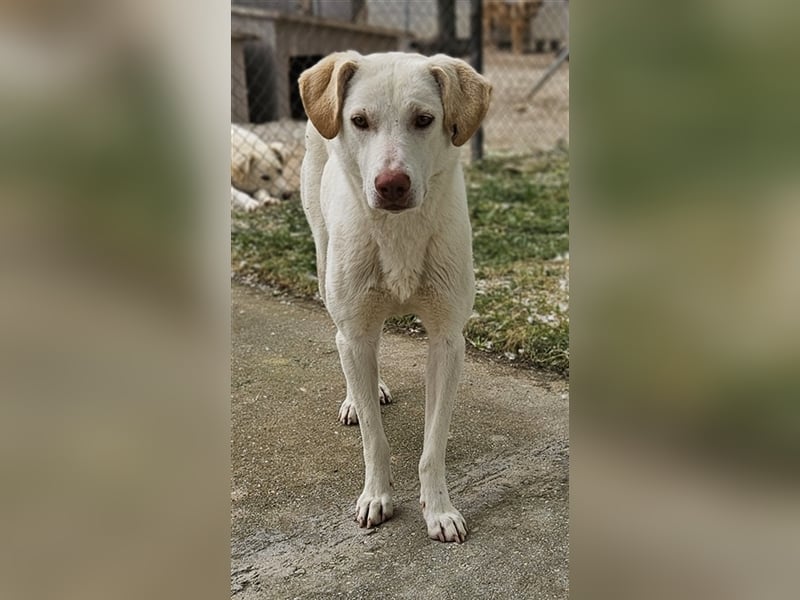 Nizza, geb. ca. 08/2022, lebt in GRIECHENLAND, im städt. Tierheim Serres
