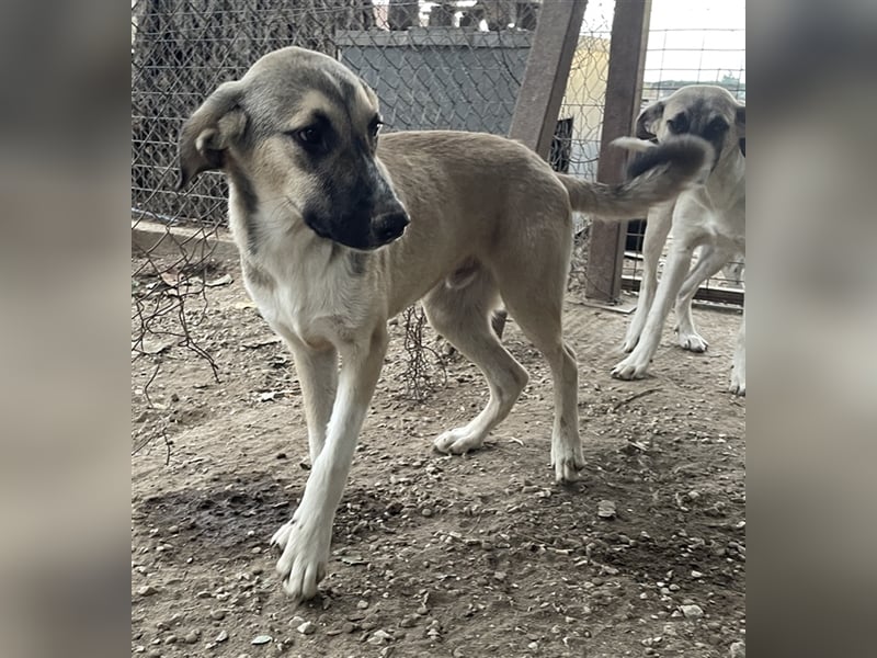Peterchen, geb. ca. 03/2023, lebt in GRIECHENLAND, im städt. Tierheim Serres