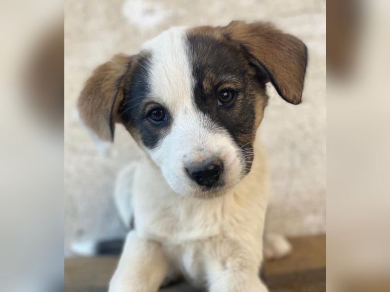 Yoko, geb. ca. 03/2026 , lebt in GRIECHENLAND, auf einer privaten Pflegestelle