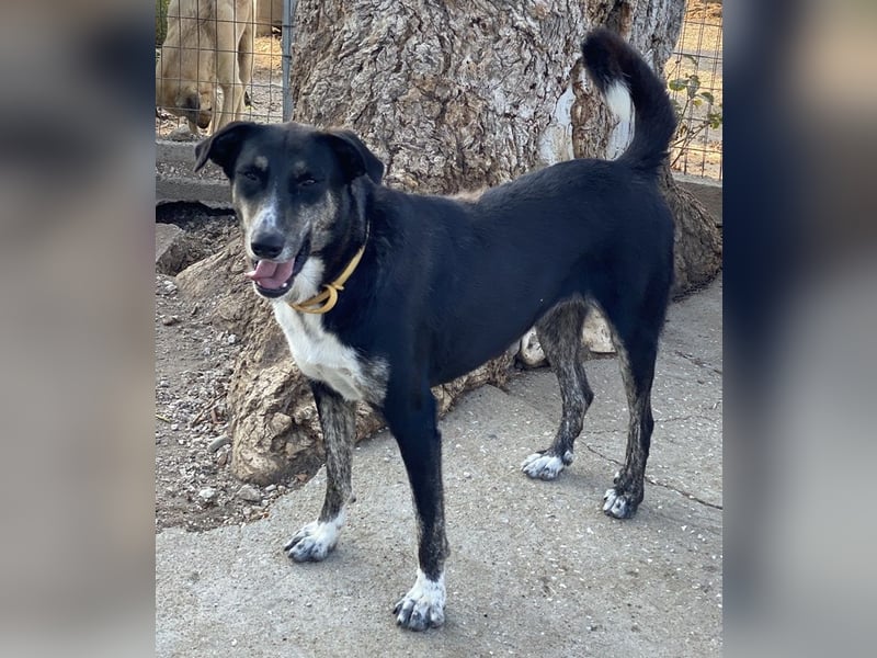 Mareen, geb. 12/2017, lebt in GRIECHENLAND, im städt. Tierheim Serres