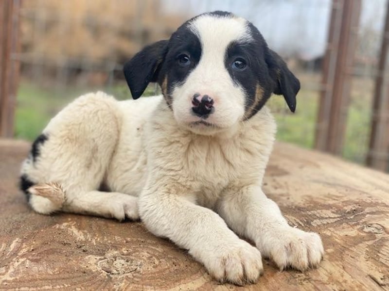 Hawaii, geb. ca. 11/2025, lebt in GRIECHENLAND, auf einer privaten Pflegestelle