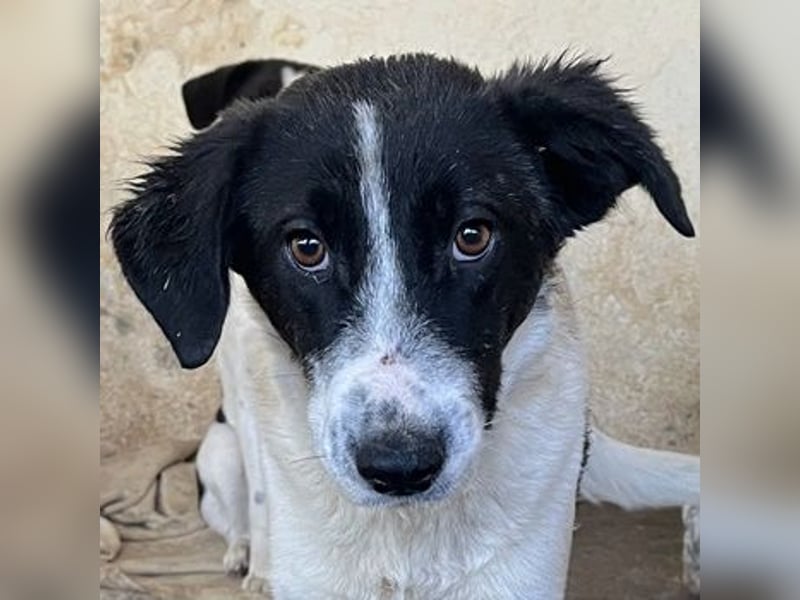 Niara, geb. ca. 03/2024, lebt in GRIECHENLAND, auf einer privaten Pflegestelle