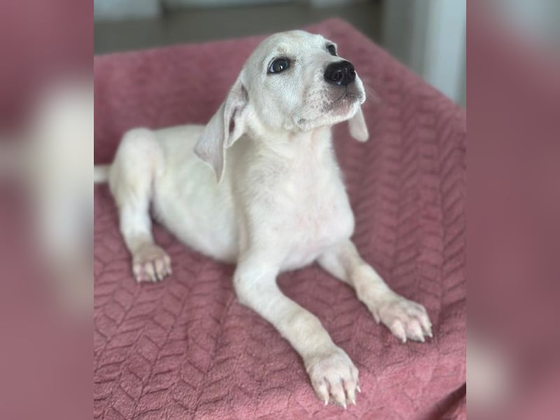 Lily, geb. ca. 05/2026, lebt in GRIECHENLAND, im städt. Tierheim Serres
