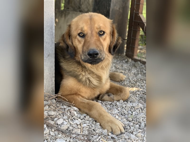 Kerchak, geb. ca. 07/2021, lebt in GRIECHENLAND, im städt. Tierheim Serres