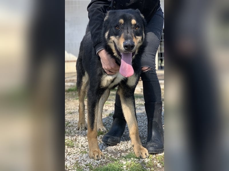 Niles, geb. ca. 05/2019, lebt in GRIECHENLAND, im städt. Tierheim Serres