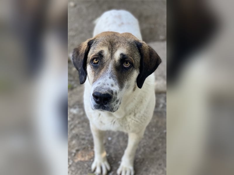 Elliot, geb. ca. 05/2022, lebt in GRIECHENLAND, im städt. Tierheim Serres