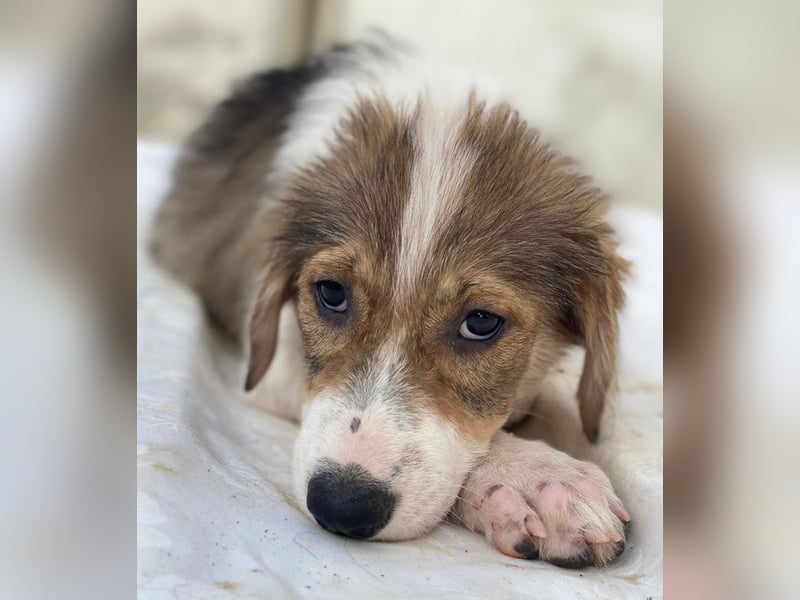 Niva, geb. ca. 05/2025, lebt in GRIECHENLAND, im städt. Tierheim Serres