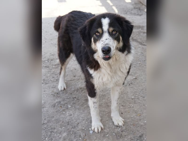 Xanda, geb. ca. 03/2023, lebt in GRIECHENLAND, im städt. Tierheim Serres