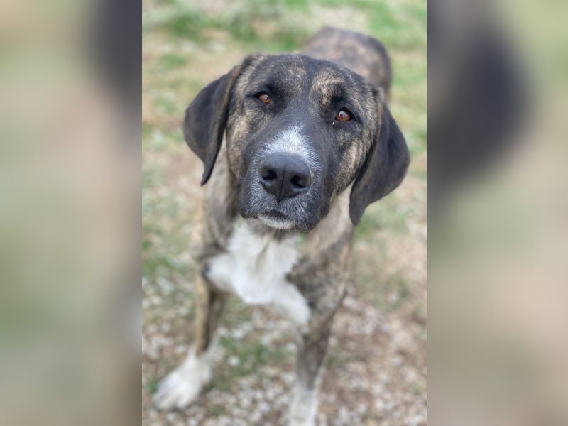 Tenera, geb. ca. 10/2024, lebt in GRIECHENLAND, im städt. Tierheim Serres