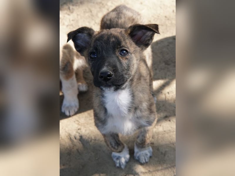 Candara, geb. ca. 12/25, lebt in GRIECHENLAND, auf einer privaten Pflegestelle