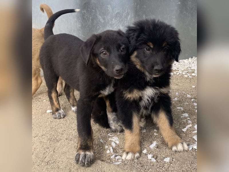 Louisa, geb. ca. 12/2023, lebt in GRIECHENLAND, im städt. Tierheim Serres