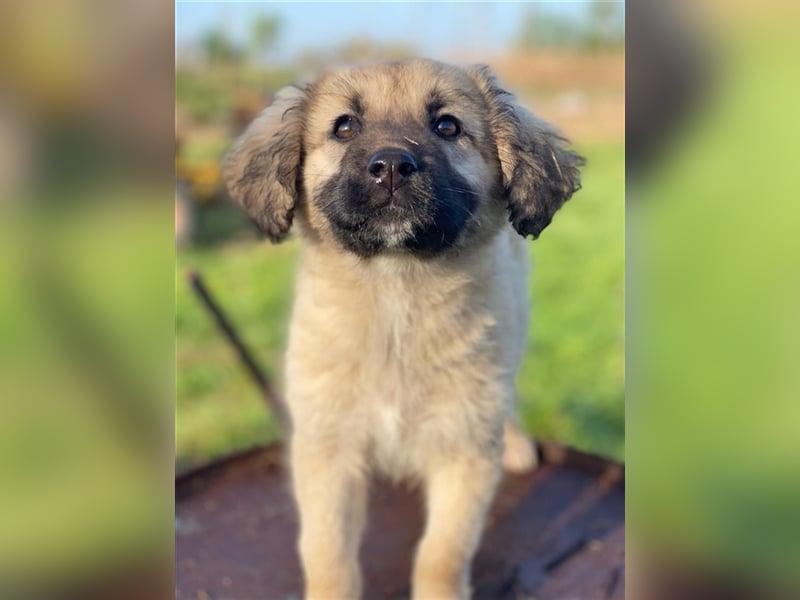 Hermine Granger, geb. ca. 12/2023, lebt in GRIECHENLAND, im städt. Tierheim Serres