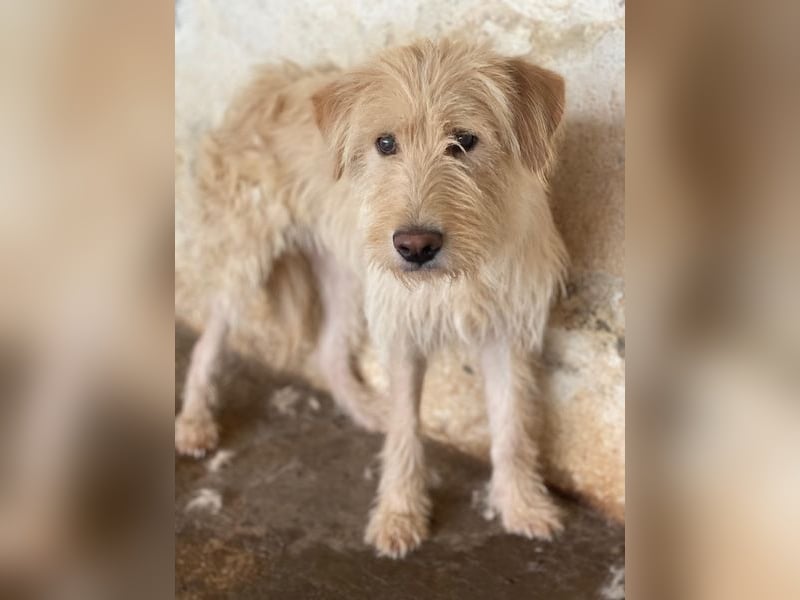 Susan, geb. ca. 04/2024, lebt in GRIECHENLAND, auf einer privaten Pflegestelle