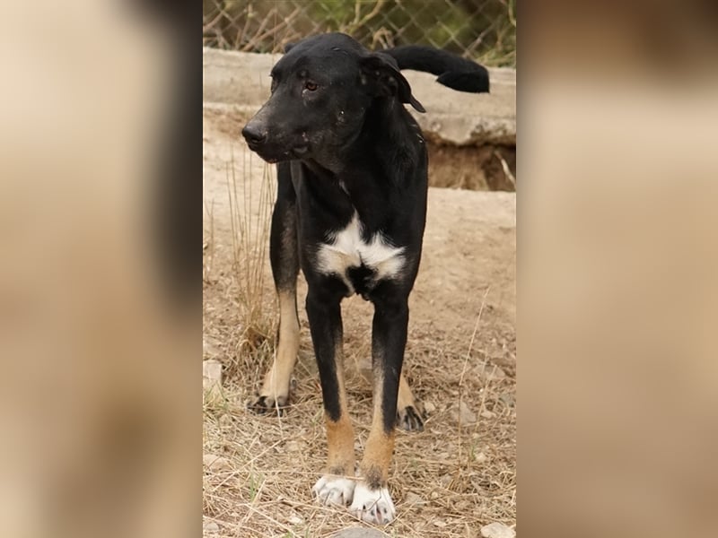 Jeppe, geb. ca. 12/2022, lebt in GRIECHENLAND, im städt. Tierheim Serres