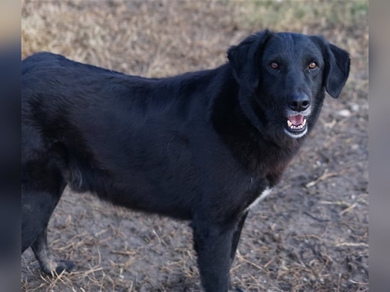 Swarzi, geb. 02/2018, lebt in GRIECHENLAND, im städt. Tierheim Serres