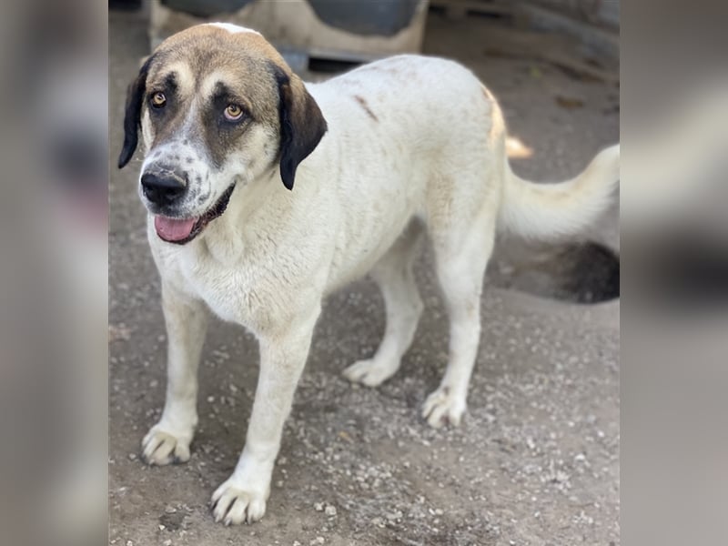 Elliot, geb. ca. 05/2022, lebt in GRIECHENLAND, im städt. Tierheim Serres