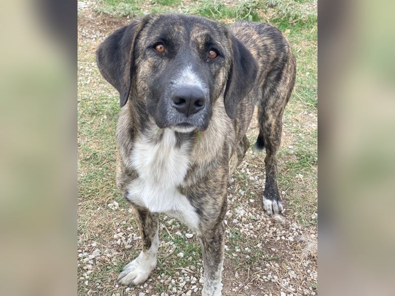 Tenera, geb. ca. 10/2024, lebt in GRIECHENLAND, im städt. Tierheim Serres