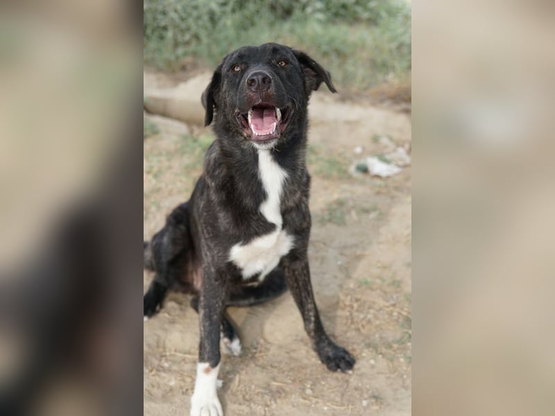 Targa, geb. ca. 12/2023, lebt in GRIECHENLAND, im städt. Tierheim Serres