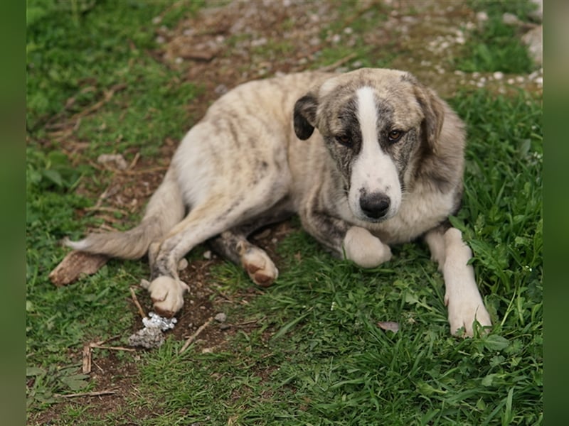 Xabi, geb. ca. 07/2023, lebt in GRIECHENLAND, auf einem Gelände, auf dem die Hunde notdürftig versor