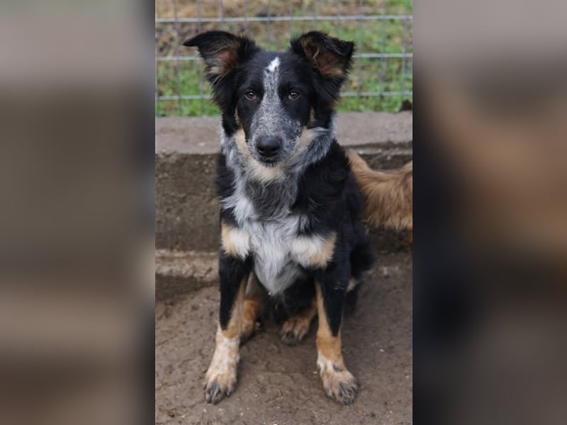 Talom, geb. ca. 03/2022, lebt in GRIECHENLAND, auf einer privaten Pflegestelle