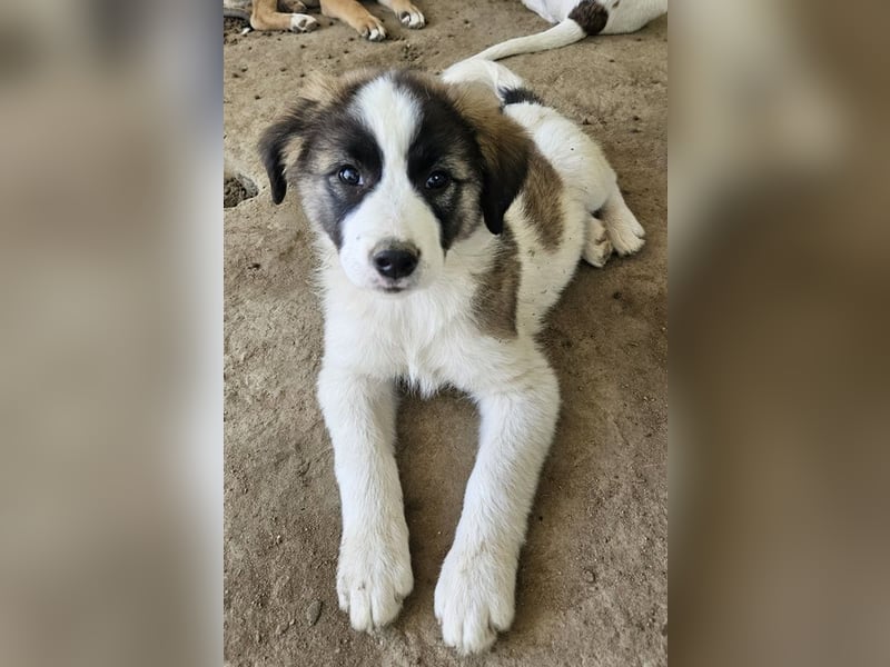 Lexya, geb. ca. 02/2025, lebt in GRIECHENLAND, auf einer privaten Pflegestelle