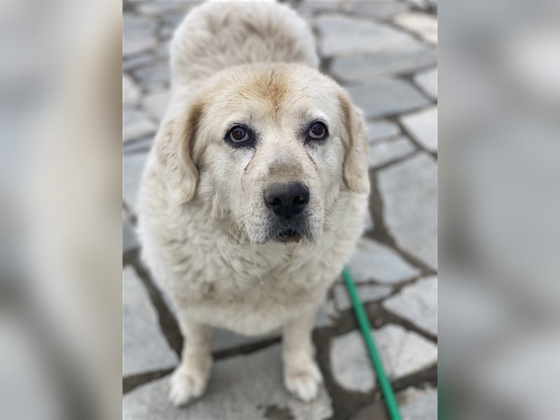 Lara, geb. ca. 05/2014, lebt in GRIECHENLAND, auf einer privaten Pflegestelle